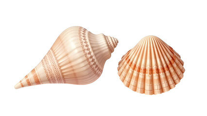 Obraz premium Set of seashells on isolated white background.