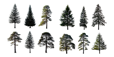 Fototapeta premium Collection of Isolated Pine Trees on Transparent Background, PNG collection, set bundle, isolate on transparent or white background