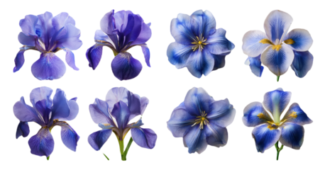 Beautiful blue and purple iris flowers in full bloom isolated on transparent background