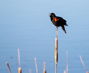 Red Wing Blackbird