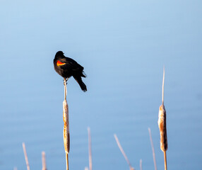 Red Wing Blackbird