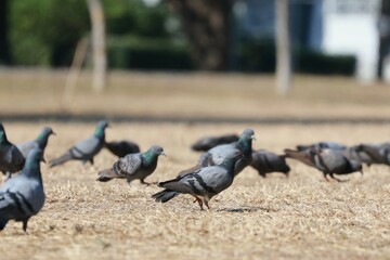 pigeons in the park
