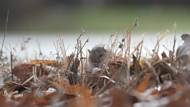 Closeup of a Deer mouse eating the vegetation on the ground in Minnesota