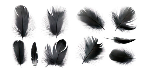 Obraz premium Elegant Black Feathers Collection for Creative Projects,PNG set collection, isolated on transparent background
