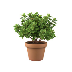 Fototapeta premium Crassula Ovata in Pot for gifts on various festivals, 100% white
