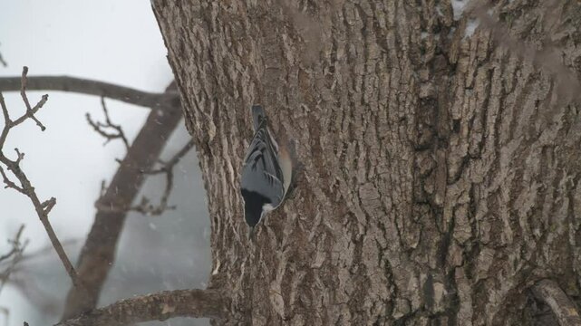 Closeup of a White-breasted Nuthatch picking out insects on a tree trunk in a winter snowstorm in Minnesota