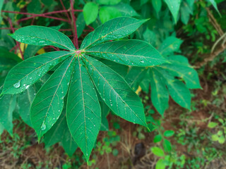 Close-up of cassava leaves with dew drops, smooth blur background