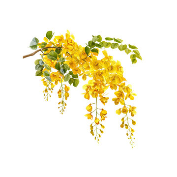 A detailed rendering of a golden shower tree (ราชพฤ&hellip;
