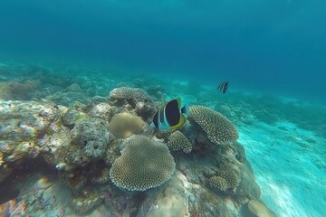 Obraz premium Underwater Scene Featuring Colorful Coral Reefs and Tropical Fish Swimming in Clear Blue Ocean Water, Capturing the Beauty and Diversity of Marine Life