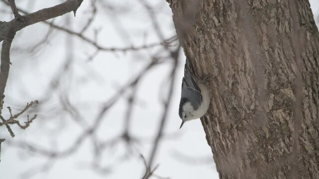 Closeup of a White-breasted Nuthatch on a tree trunk in a winter snowstorm in Minnesota
