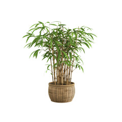 Fototapeta premium A vibrant digital painting of a lucky bamboo plant 