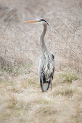 great blue heron