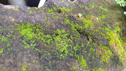 moss growing on the well stone, close-up