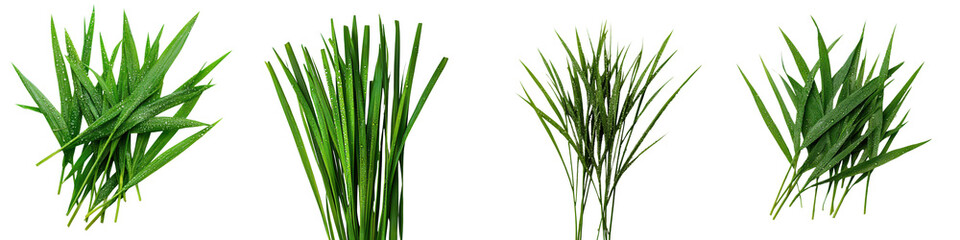 Fototapeta premium Vibrant Green Foliage in Natural Environment
