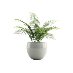 Silver Fern in Pot for gifts on various festivals, 100% white ba