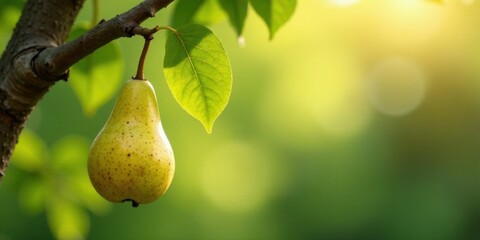 A single, ripe pear hangs from a branch, bathed in the warm glow of sunlight filtering through vibrant green foliage.