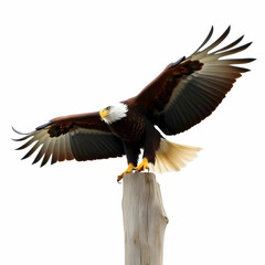 Obraz premium a majestic Bald Eagle about to fly from a wooden post isolated on the white background