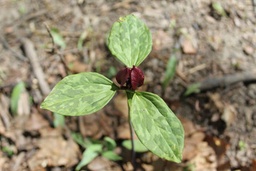 Prairie trillium closeup at Harms Woods in Skokie, Illinois