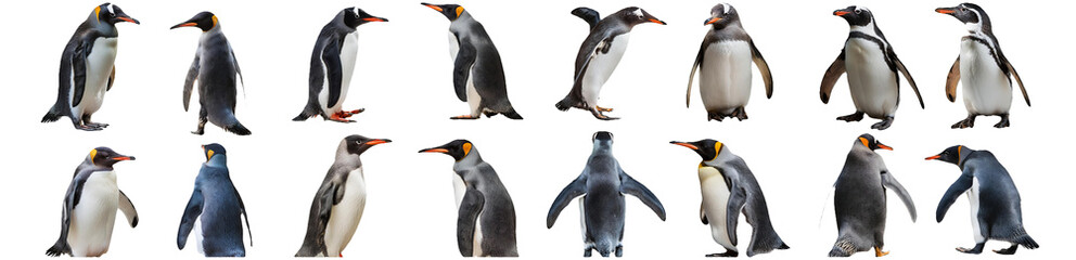 Obraz premium Gentoo penguin in different poses isolated on transparent background
