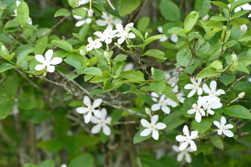 White Jasmine flowers blooming in the garden, nature background.