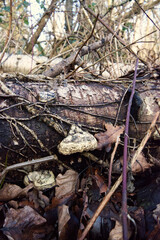 Hoof Fungus (Fomes fomentarius)