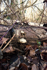 Hoof Fungus (Fomes fomentarius)