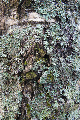 Monks hood lichen (Hypogymnia physodes)