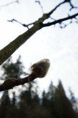 cucumber tree, cucumber magnolia, or blue magnolia (Magnolia acuminata)