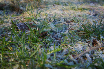 Frosty grass in the sun