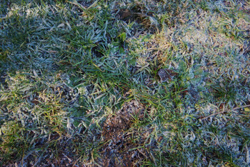 Frosty grass in the sun