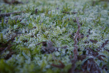 Frost on moss