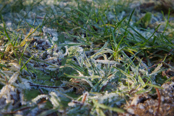 Frosty grass in the sun