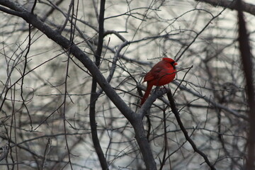 cardinal on a branch