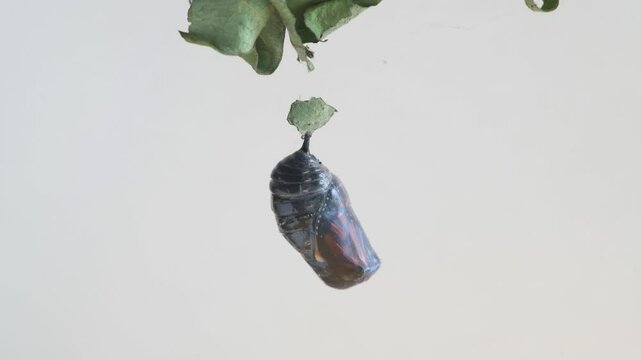 A Monarch butterfly cocoons hanging on a leaf just before emerging from its chrysalis to become a butterfly.
