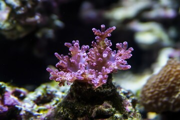 Obraz premium Vibrant Pink Coral Polyp Underwater in a Lush Marine Habitat Showcasing Beautiful Textures and Unique Structures in the Heart of Ocean Ecosystems