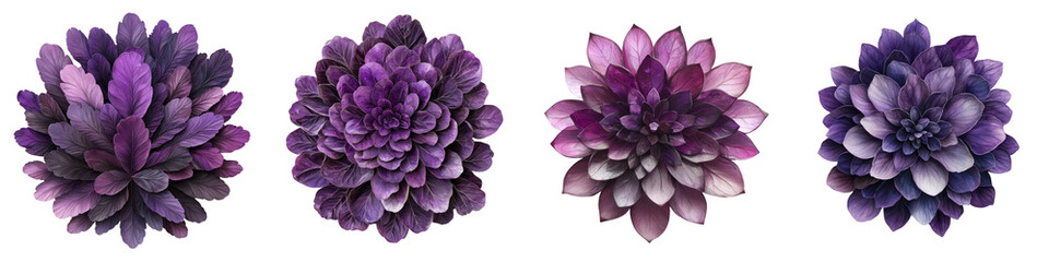 Fototapeta premium Vibrant purple floral blooms with soft delicate petals arranged in a natural garden setting Close up view showcasing the intricate details vibrant colors