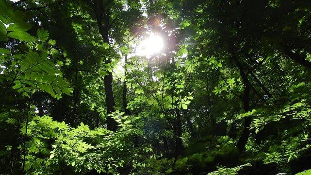 【自然・風景】新緑　240820-1
