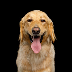 Portrait of Hovawart Dog with sly look Isolated on Black background, front view