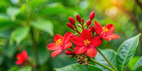 Vibrant red Jatropha integerrima flower with green leaves, Jatropha, integerrima, flower, red, vibrant, plant, nature, garden