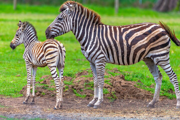 Plains Zebra mare and foal