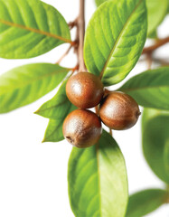 Obraz premium chestnuts and leaves