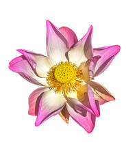 Lotus, fleur épanouie sur fond blanc 