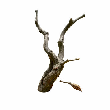 Dry Orejon isolated on the blank background