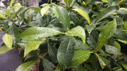 close up of a wet leaf in the garden