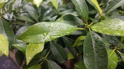 rain drops on a leaf
