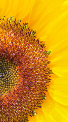 Radiant Sunflower Close-Up – Detailed capture of a sunflower's vibrant yellow petals and intricate center patterns, showcasing the beauty of nature's geometry. Ideal for nature-focused designs