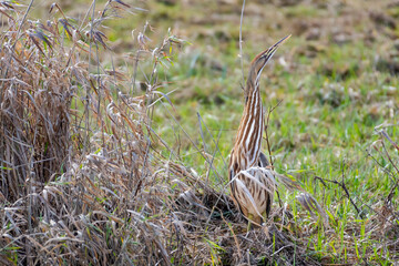 An American Bittern bird,  with a long neck camoflauged in tall grass in a field