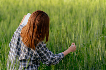 Fototapeta premium Asian agricultural woman holds laptop to check barley quality before harvesting
