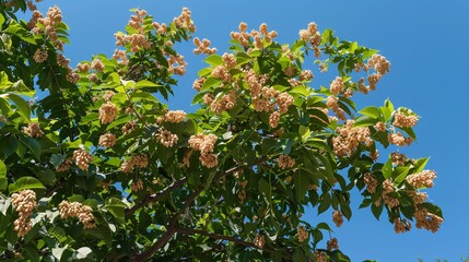 Fototapeta premium Tree in a garden with clusters of peanuts, clear sky above