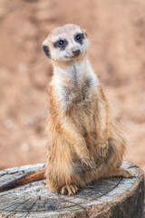 Meerkat, Suricata suricatta, on hind legs. Portrait of meerkat standing on hind legs with alert expression. Portrait of a funny meerkat sitting on its hind legs.